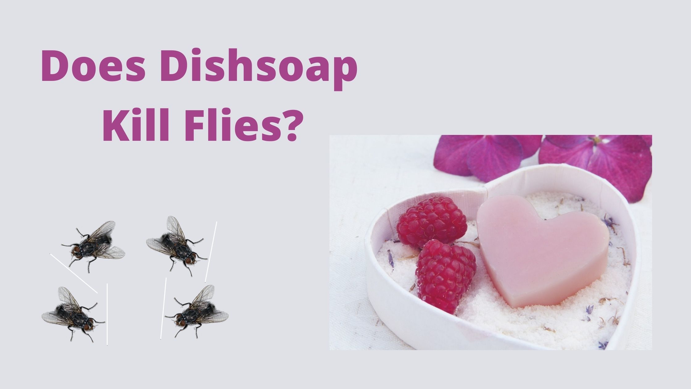 does dishsoap kill flies
