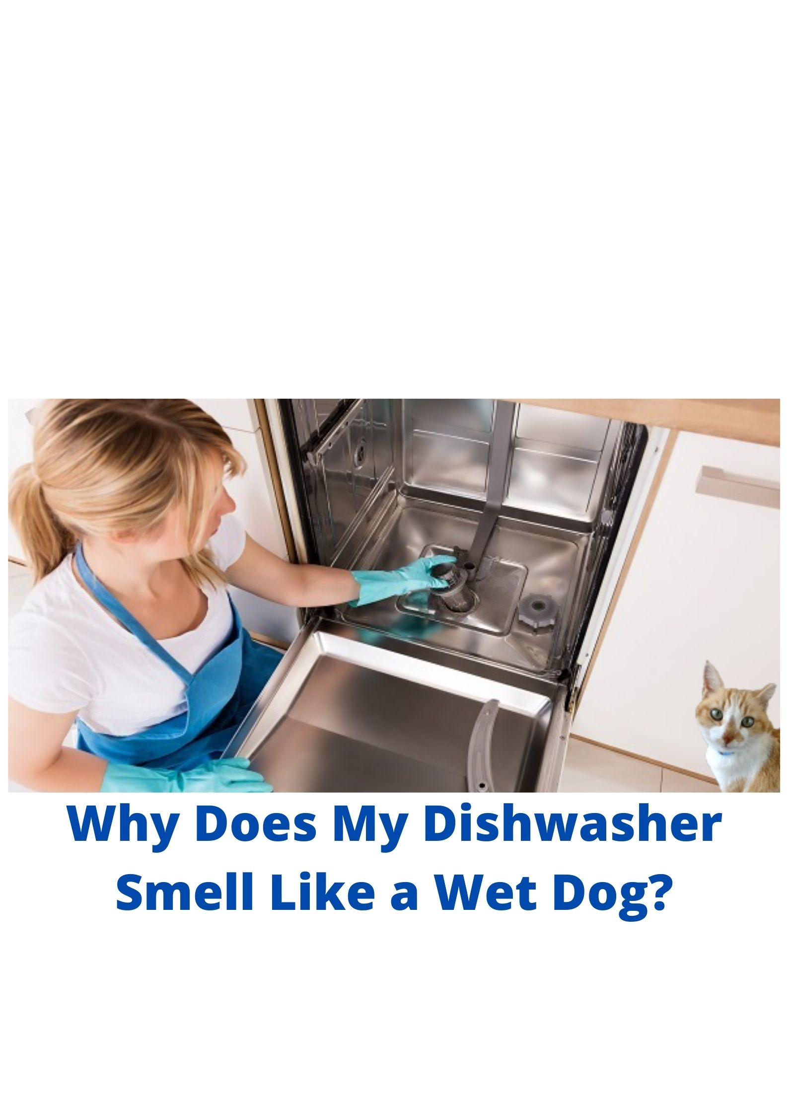 Dishwasher Smell Like Wet Dog