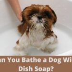 Can You Bathe a Dog With Dish Soap?
