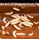 How To Get Rid Of Maggots From The Fridge?